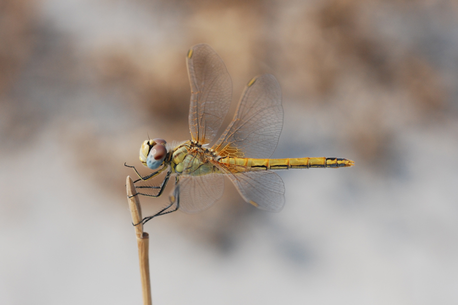 libellula3.jpg