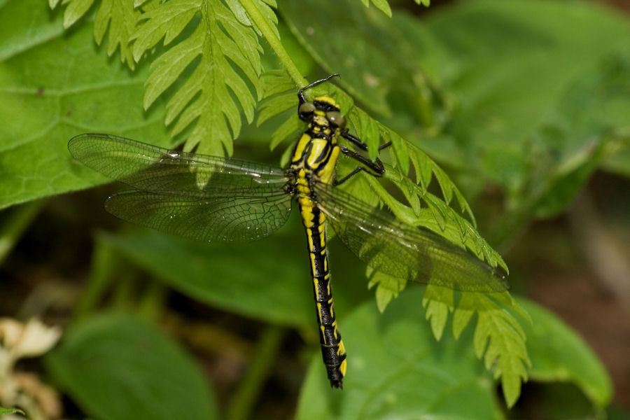 libellula3.jpg