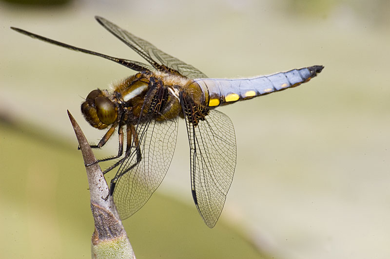 LIBELLULA5.jpg