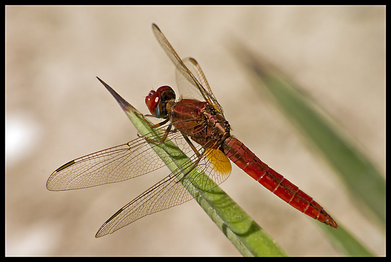 Libellula - 1.jpg