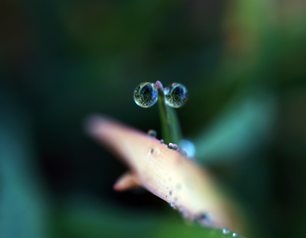 libellula.jpg