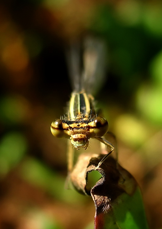 Libellula.jpg