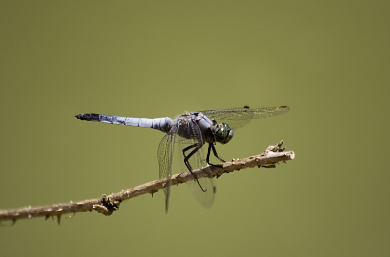Libellula.jpg