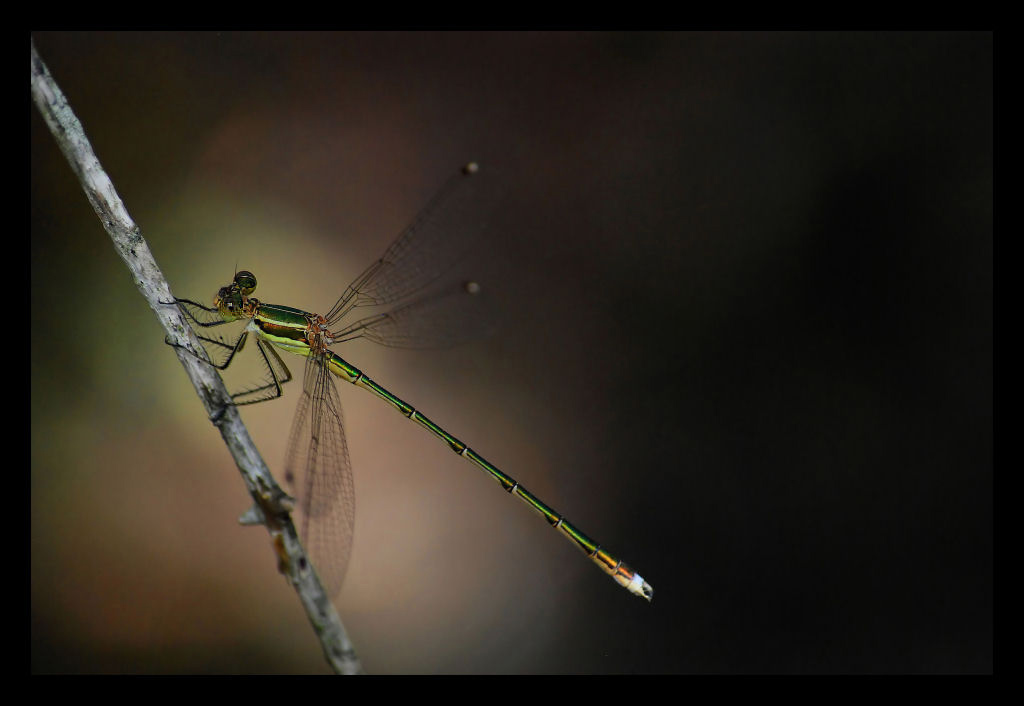 Libellula.jpg