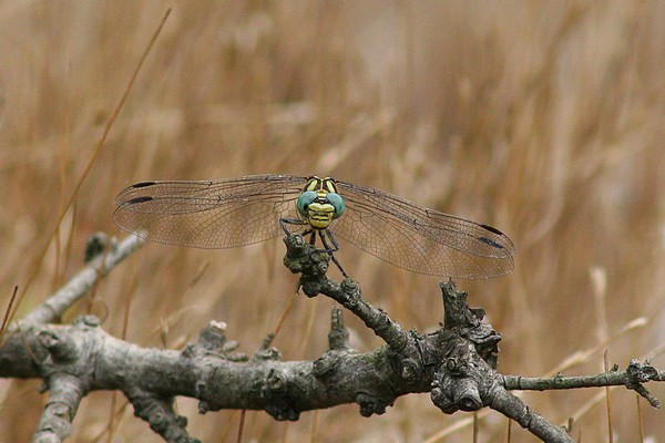 libellula.jpg