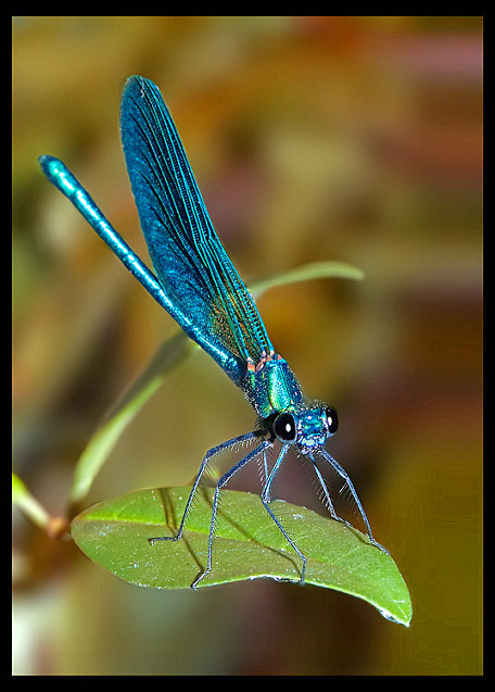 libellula.jpeg