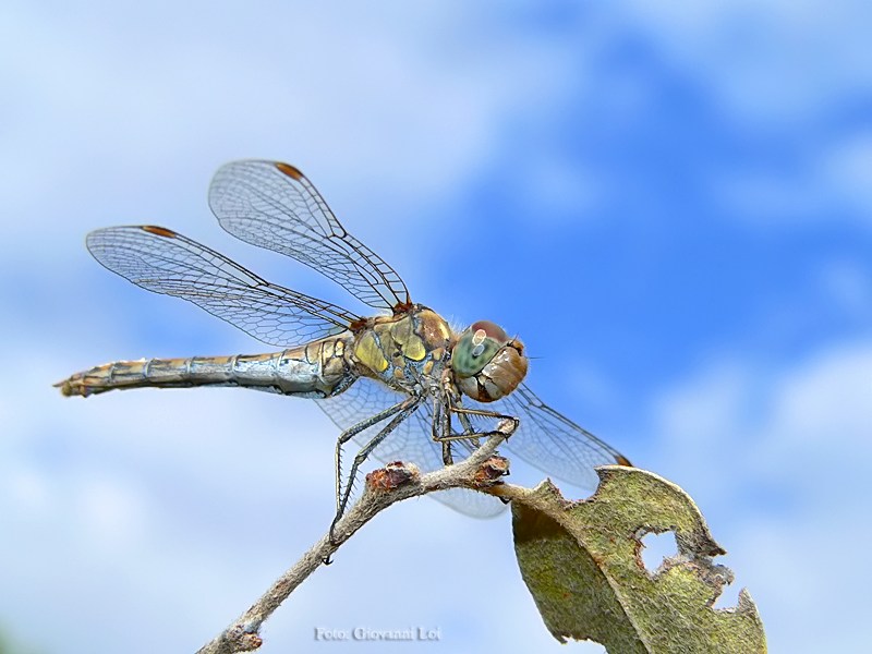 libellula.JPG