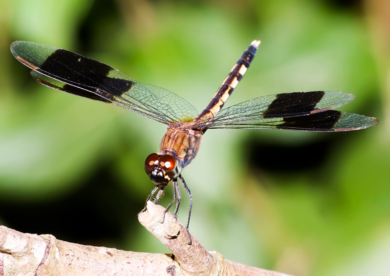 Libellula_2-Bosque-Barra-A4.jpg