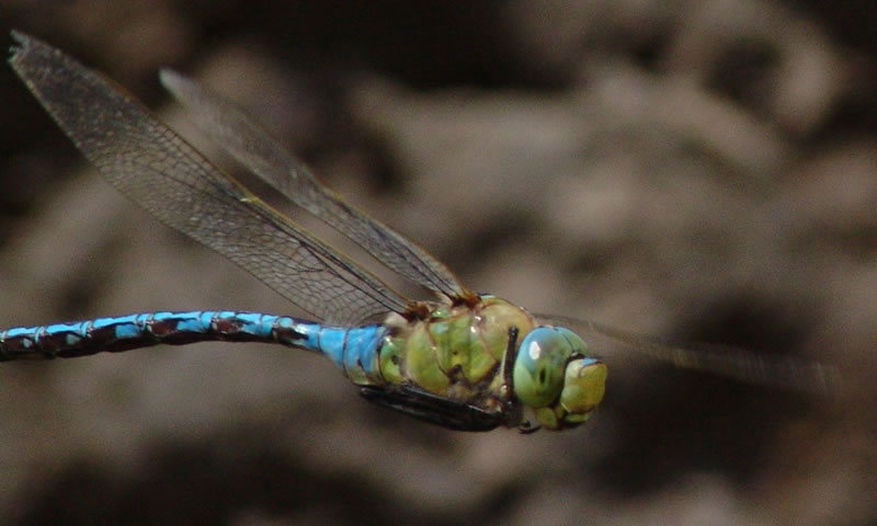 libellula.jpg