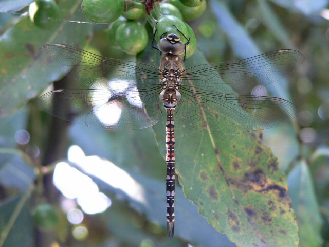 Libellula.JPG