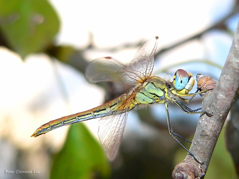 libellula.JPG