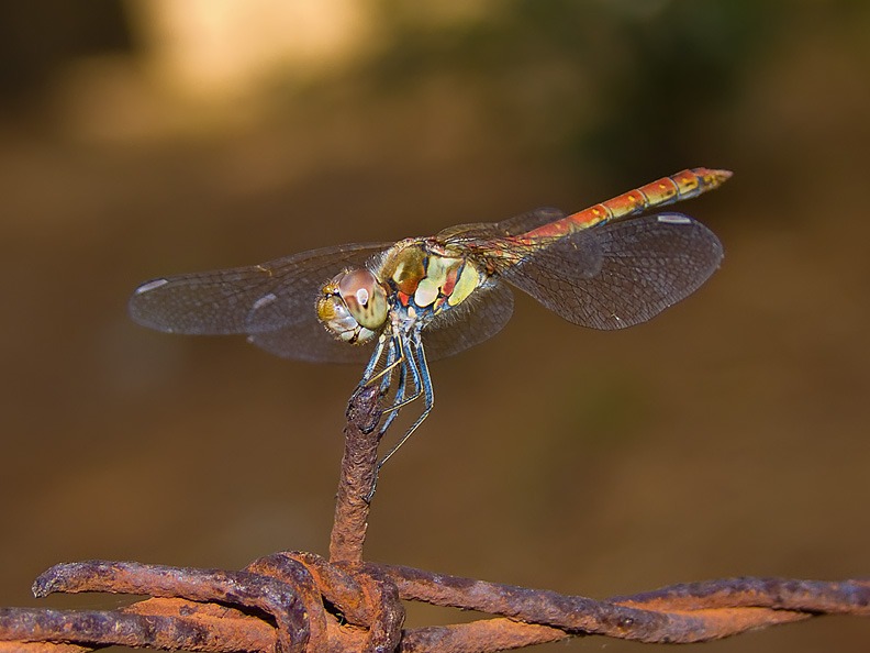 Libellula.jpg