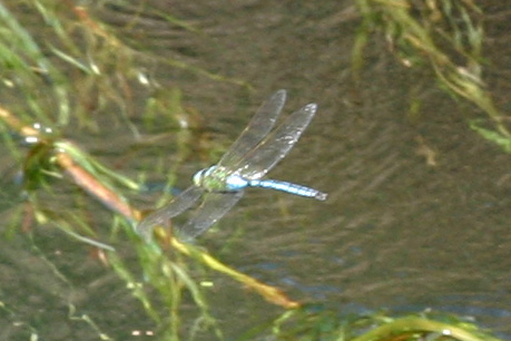 libellula.jpg
