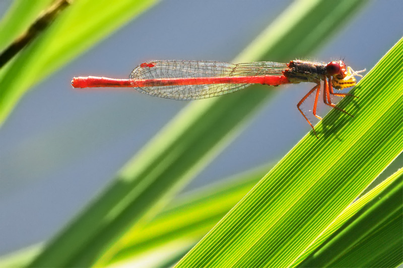 libellula_pranzo_131.jpg