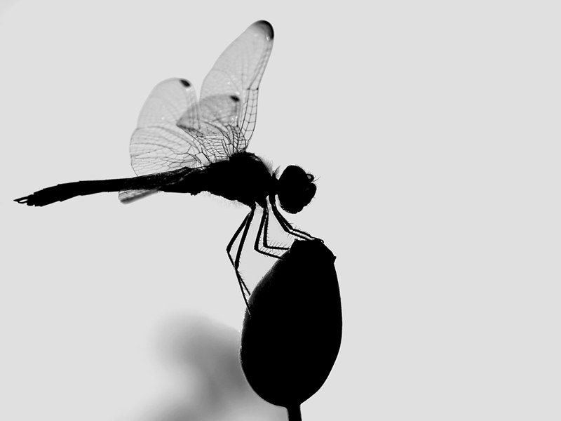 Libellula silouette bn - estate 2007kkk.jpg
