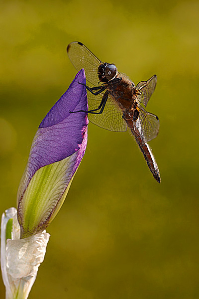 libellulapiante-4213.jpg