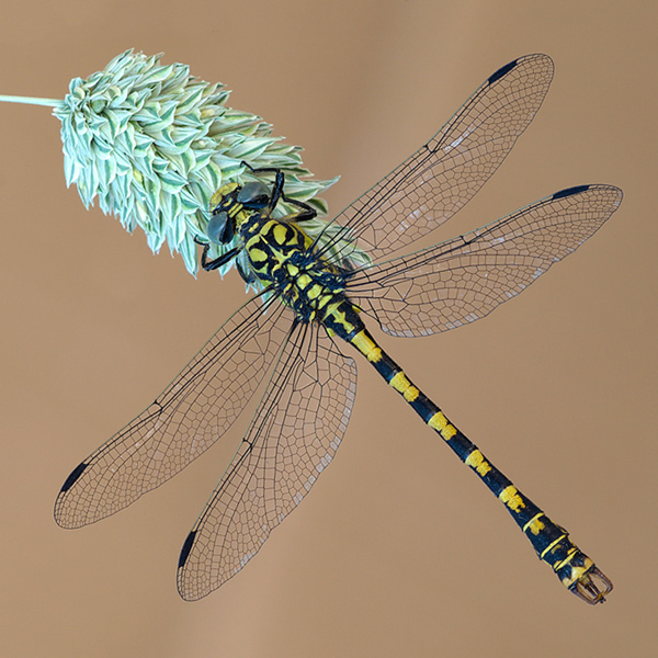 libequdrato.jpg