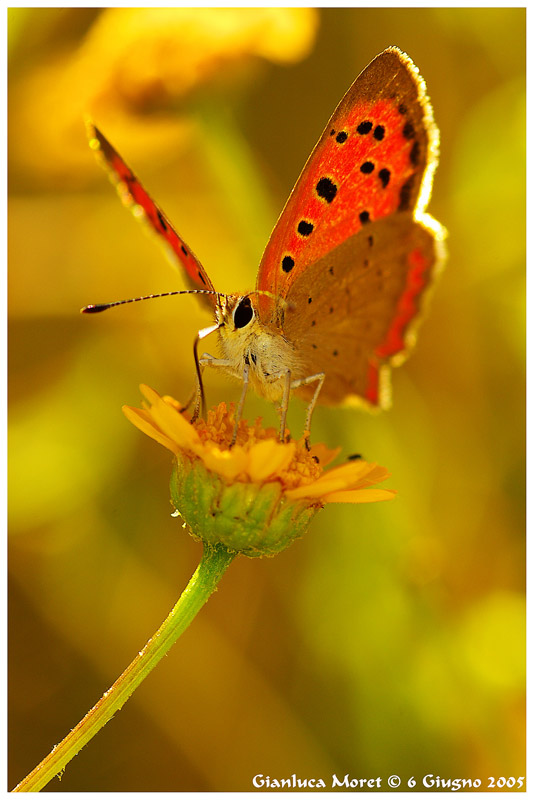 Licaena-phlaeas.jpg