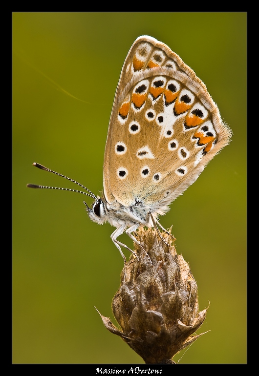 lice230808daylight_tn.jpg