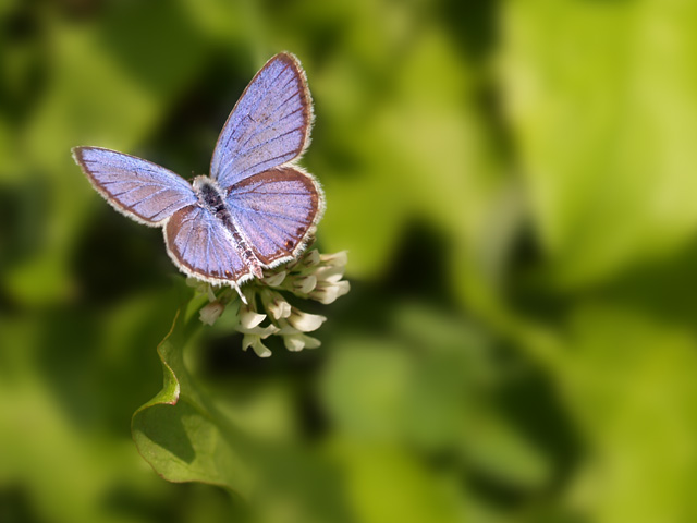 licena21.jpg