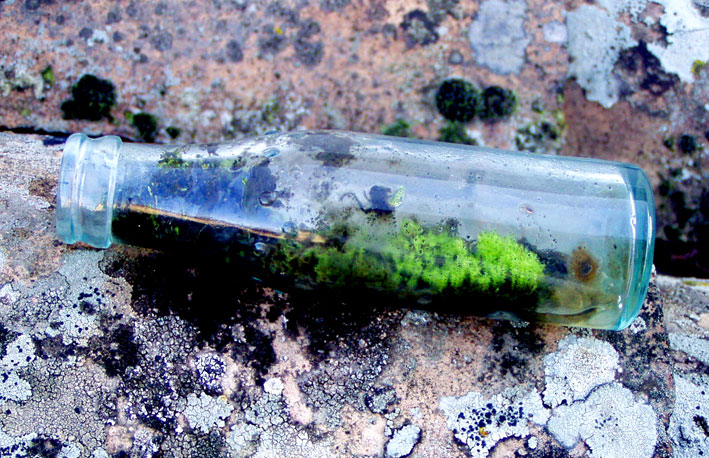 Licheni--(originale)-2.jpg
