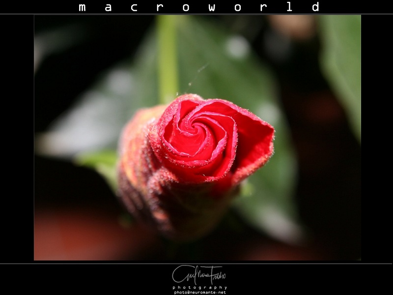 likearose-2.jpg