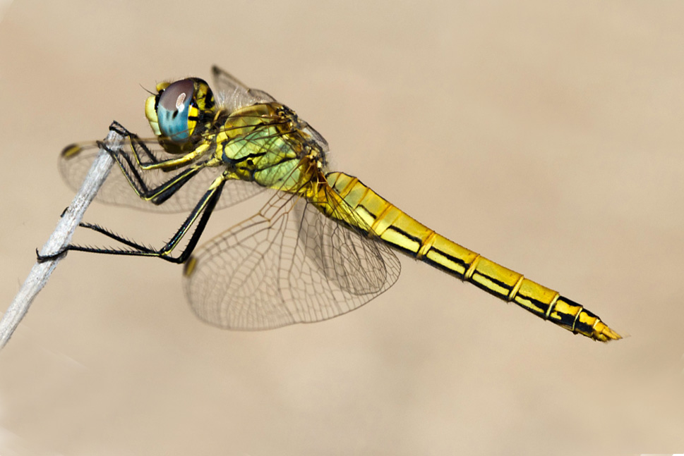 Lilibellula.jpg