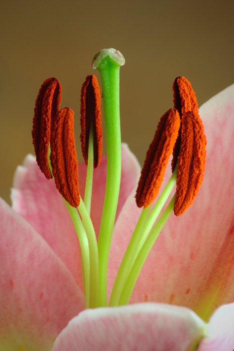 lillium2.jpg
