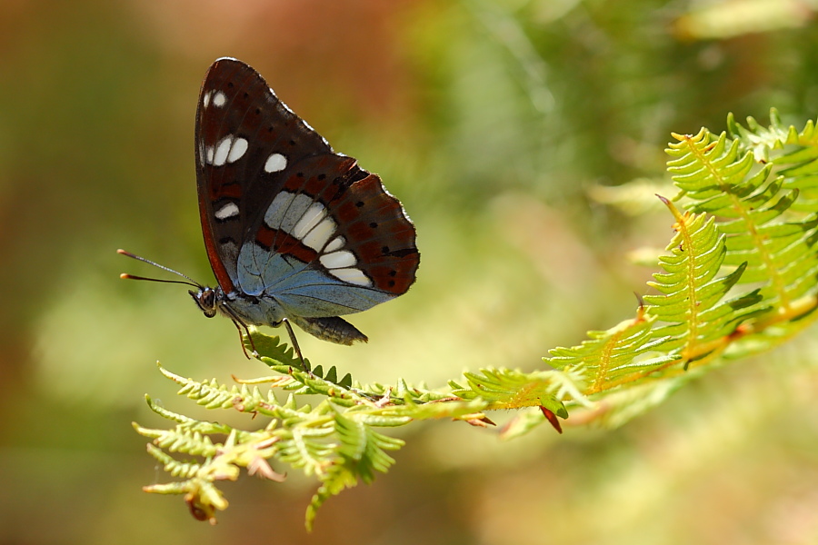 Limenitis reducta-1.JPG