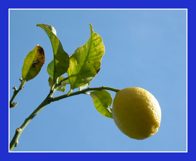 LIMONEBLURID.jpg