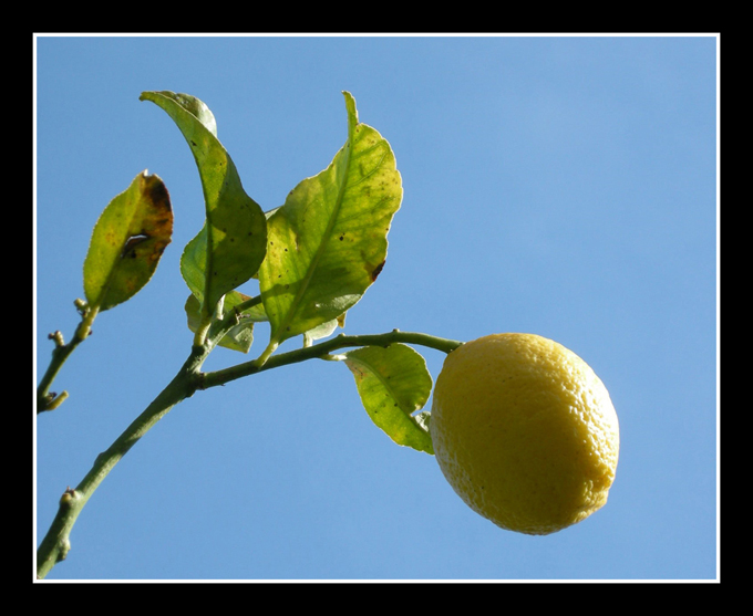 LIMONECORNICERID.jpg