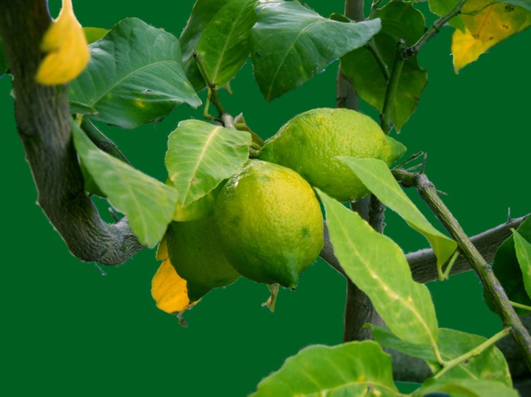 Limoni_nuovo_sfondo.jpg