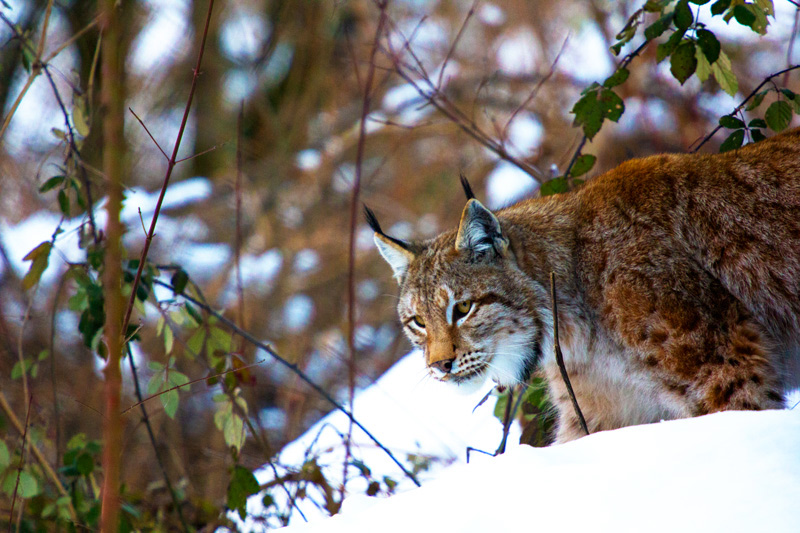 Lince-corretta.jpg