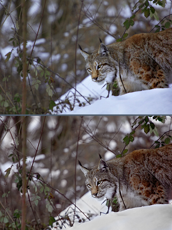 Lince-double.jpg