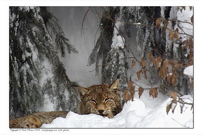 lince01.jpg