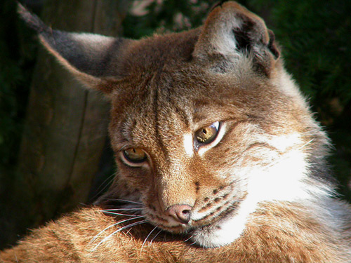 lince.jpg