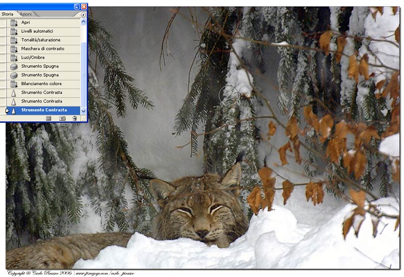 lince.jpg