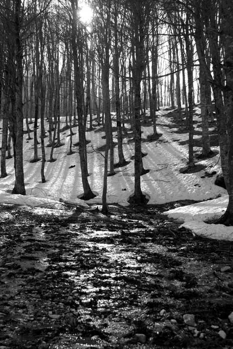 Linearit-invernali.jpg