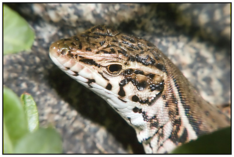 Lizard---1.jpg
