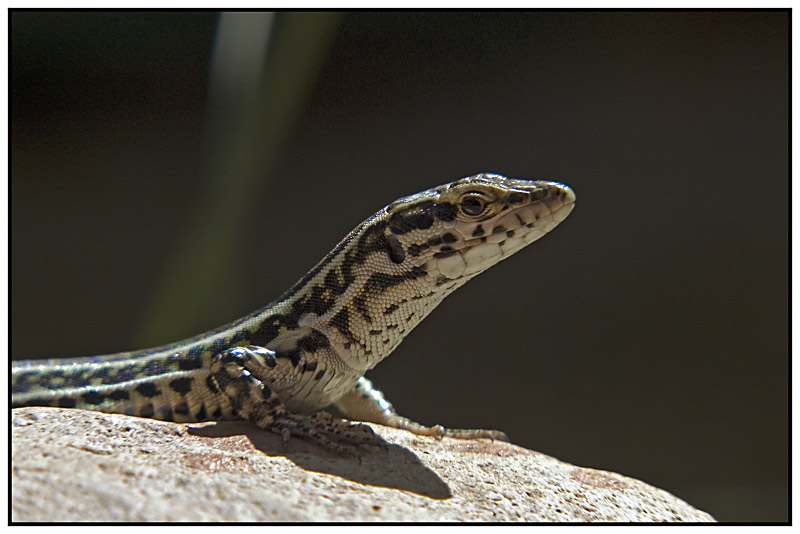 Lizard---2.jpg