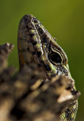 lo sguardo_crop.jpg