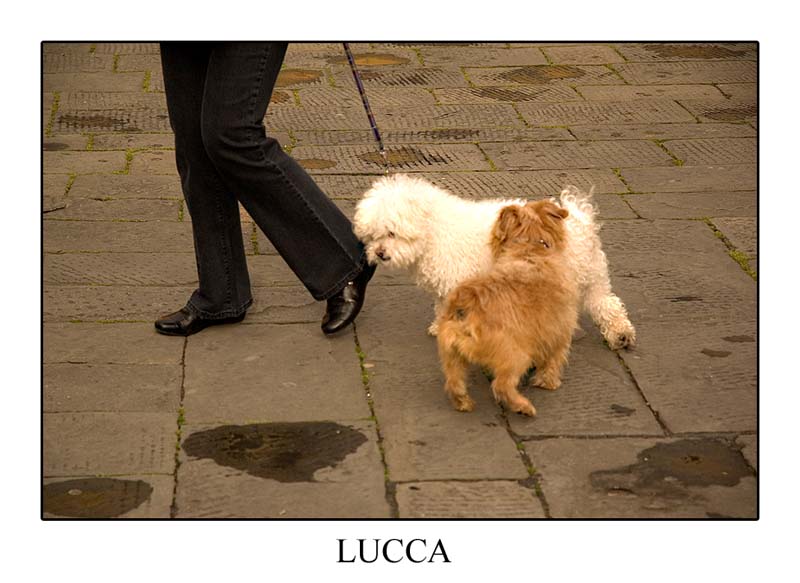 LUCCA_08.jpg