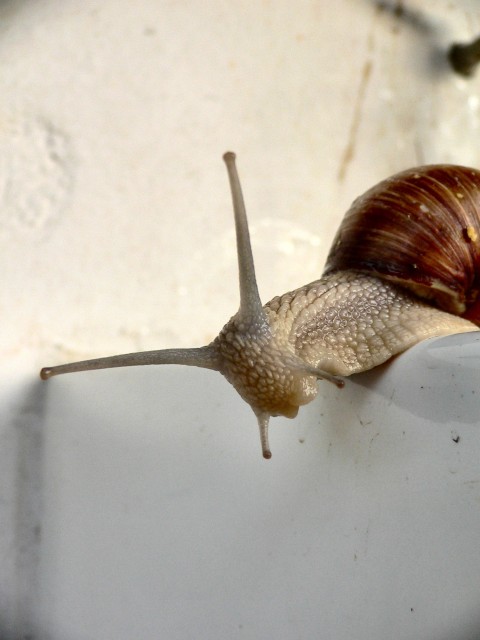 Lumaca2.JPG