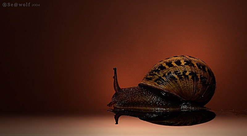 lumaca su glasette..jpg