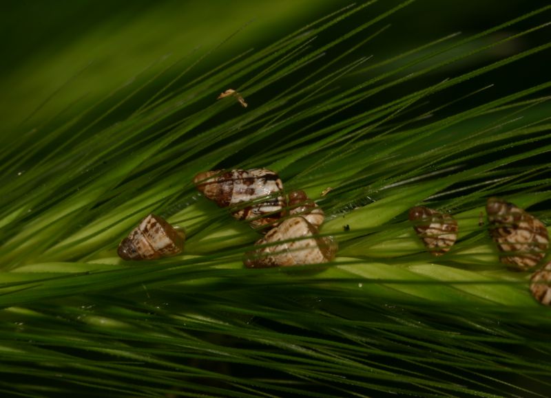 lumacchine.jpg