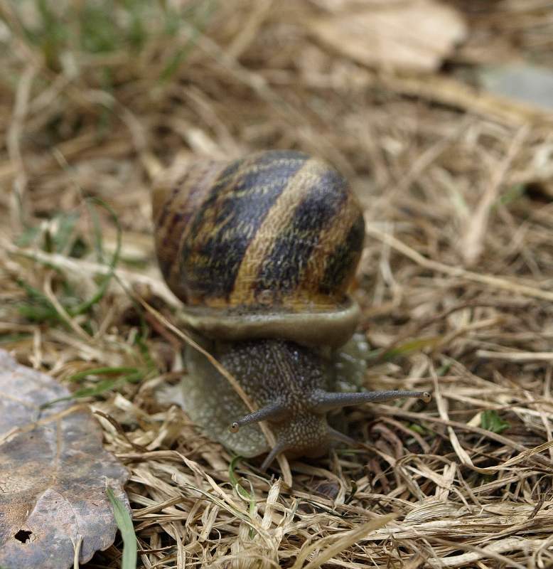 lumachinafoccheggiata56.jpg