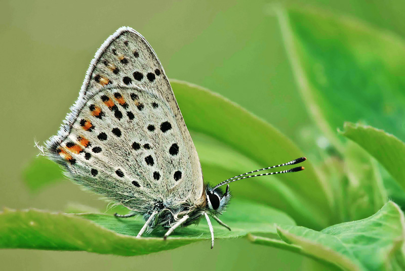 lycaenaphlaeas200.jpg