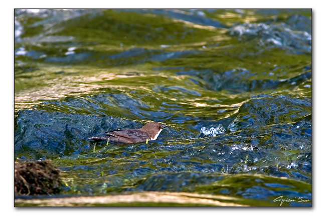 M.-aquaiolo.jpg
