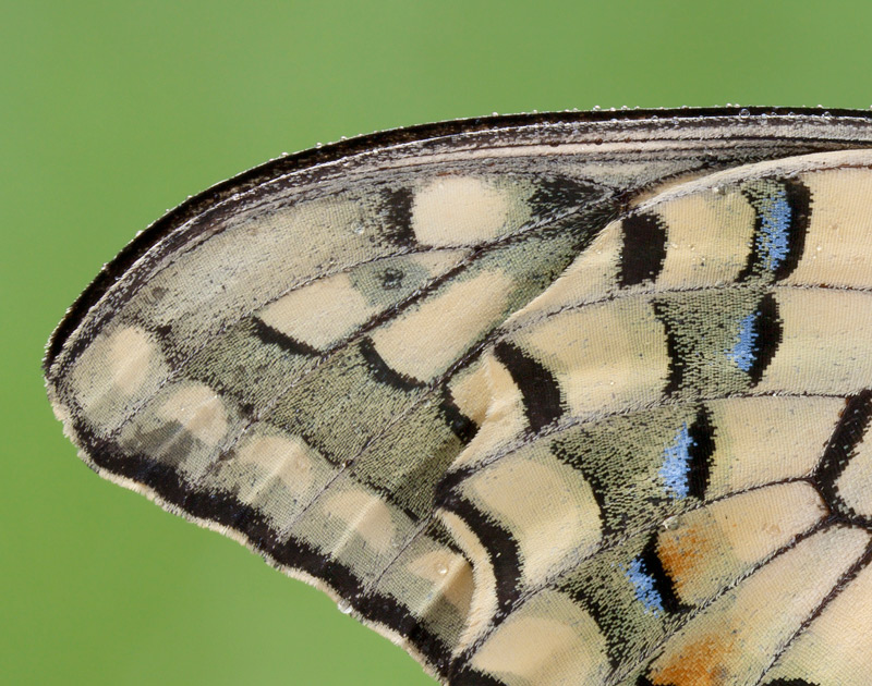 Macaone-(Papilio-machaon)--crop.jpg