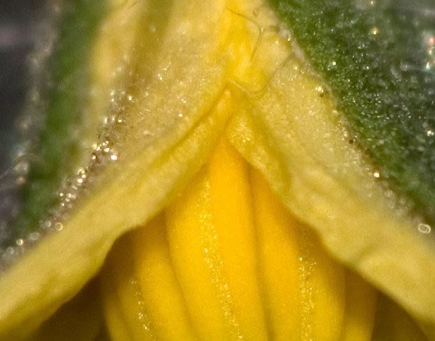 Macro-Crop.jpg